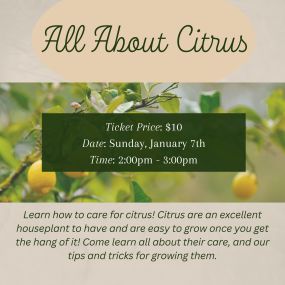 Learn how to care for citrus! Citrus are an excellent houseplant to have and are easy to grow once you get the hang of it! Come learn all about their care and all the tips & tricks for growing them!