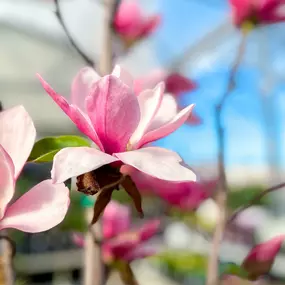 Ritters Garden & Gift, a garden center and gift shop in Spokane, WA