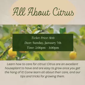 Learn how to care for citrus! Citrus are an excellent houseplant to have and are easy to grow once you get the hang of it! Come learn all about their care and all the tips & tricks for growing them!