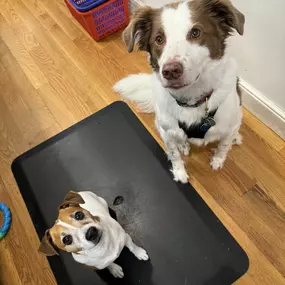 The Official Store Greeters! Turkey & Brady are often behind the counter looking for snacks or pets. Say hi next time you're in!