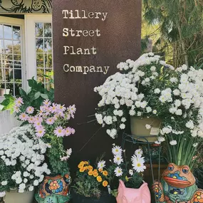 Bild von Tillery Street Plant Co.