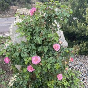 Bild von Cave of the Winds Mountain Park