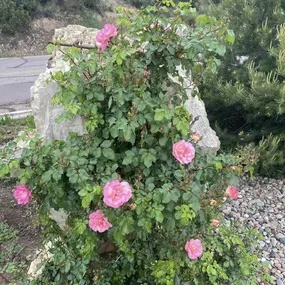 Bild von Cave of the Winds Mountain Park