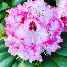 My favorite Rhodie is in bloom. ???????? I just love the colors. ????.