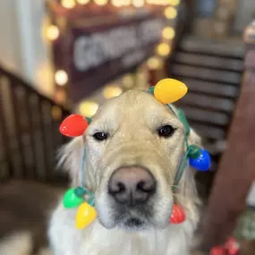 ???? From our family (and our very photogenic pup????) to yours - wishing you the happiest of holidays and a New Year full of joy, laughter and maybe a few too many cookies. ????
Thank you for shopping small, loving local and making us your happy place. We couldn’t do it without you - and honestly, we wouldn’t want to. ❤️
Paws and cheers to more treasure hunts in the year ahead! ????☕️????
#dogsofinstagram #smalltowncharm poulsbo
#Bainbridgeisland
#kingstonwa
#hansville
#silverdale #bremertonwas