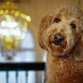 Lulu, a golden doodle, our newest staff member came to our Westchester County funeral home organization by way of Florida and has been trained for duty as our official Therapy Dog.