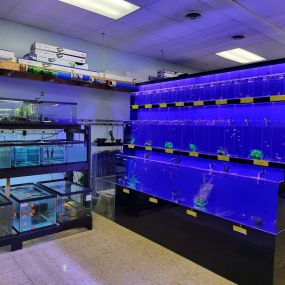 Our new tanks are FULL!!!
Stop in today to see our new selection of fish!