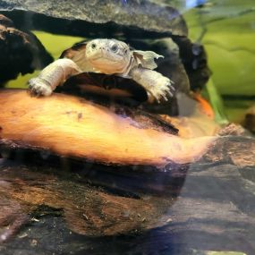 Are you looking for a new reptilian friend to spend this snowy weather with staying indoors enjoying the warmer temps?! Stop in today and adopt a baby african side neck turtle to be you best friend!