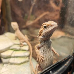 Beardie belly scritches for good luck anyone!
Check out this little guys dad bod hes got attitude!
*waiting for his forever home, call or stop in today to bring this guy home!*