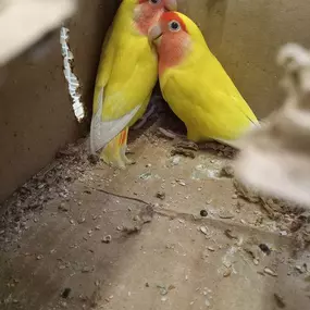 Our Lovebirds all cuddled up!! ????????