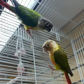 Look at what we got in some beautiful conures. Call the store for more info on these beauties. Great companions