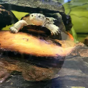 Are you looking for a new reptilian friend to spend this snowy weather with staying indoors enjoying the warmer temps?! Stop in today and adopt a baby african side neck turtle to be you best friend!