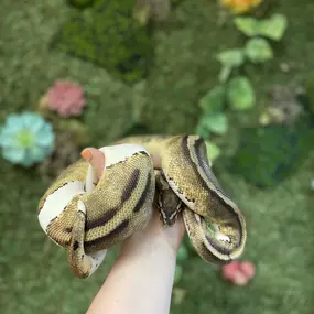 Psst..... Hey guys.... Did you notice the surprise I snuck into this months sales? All live reptiles are 10% OFF!!! Don't miss out on this awesome sale! Which one of these cuties are you going to take home?