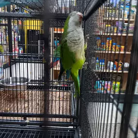 We just got these BEAUTIFUL Quaker Parrots in today! Give us a call for more info! 518-355-2488