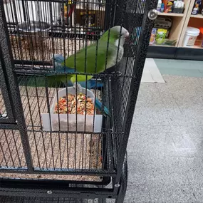 We just got these BEAUTIFUL Quaker Parrots in today! Give us a call for more info! 518-355-2488