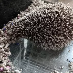 Let's play Find The Hedgehog!! These guys blend right in!