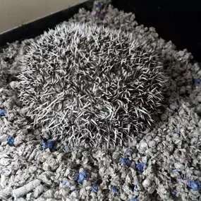 Let's play Find The Hedgehog!! These guys blend right in!