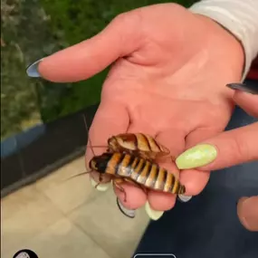 Halloween Hissing Cockroaches are HERE????????