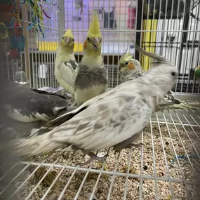 It's a flocking meeting! New cockatiels have arrived, along with their vibrant quaker friends!