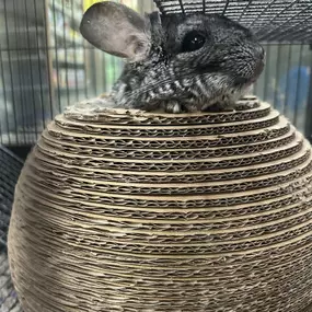 Who wants to play the cutest game of peek-a-boo EVER!! Mr. Chi-Chi always wins!!