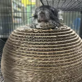 Who wants to play the cutest game of peek-a-boo EVER!! Mr. Chi-Chi always wins!!