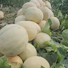 Sweet, sweet cantaloupe! ???? We picked a ton fresh out of our fields today and they're in stock in the farm market now! ????

There's tons of fun cantaloupe recipes (cold and hot!) that our CSA members have trialed the last few weeks!