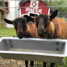 COME PLAY ALL DAY AT THE FARM THIS WEEKEND*! ???? ????????
Our Activity Area, corn maze, and barnyard area will be open on Saturday & Sunday (11/2 & 11/3) from 11 am - 4 pm! Our Farm Market and pumpkin patch will be open, too, from 9 am - 6 pm! 
Tickets can be purchased for $10.99 in our farm market when you arrive!
*There will be NO HAYRIDES and NO FOOD VENDORS this weekend.