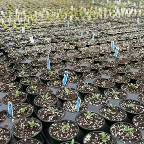 What’s ~ growing on ~ at Von Thun’s?! ???? Well, our greenhouse is certainly looking greener and we’re so excited spring is here! ???? Stay tuned for lots of spring updates coming in the next few weeks!