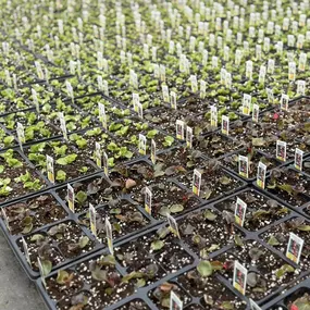 What’s ~ growing on ~ at Von Thun’s?! ???? Well, our greenhouse is certainly looking greener and we’re so excited spring is here! ???? Stay tuned for lots of spring updates coming in the next few weeks!