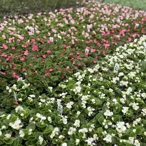 What’s ~ growing on ~ at Von Thun’s?! ???? Well, our greenhouse is certainly looking greener and we’re so excited spring is here! ???? Stay tuned for lots of spring updates coming in the next few weeks!