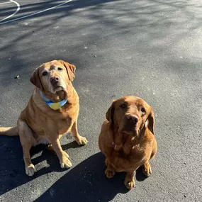 Happy Birthday to one of our office dogs (Honey)
On the right!
Call our office today for a free auto insurance quote!