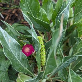 ????????❤️ While out tending to our fabulous garden (shoutout to Janel and Kait) a chubby little caterpillar was found making itself right at home! This little buddy grows into the White Lined Sphinx Moth! Our garden of native plants is attracting some awesome critters already!