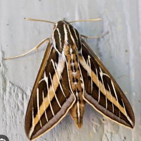 ????????❤️ While out tending to our fabulous garden (shoutout to Janel and Kait) a chubby little caterpillar was found making itself right at home! This little buddy grows into the White Lined Sphinx Moth! Our garden of native plants is attracting some awesome critters already!