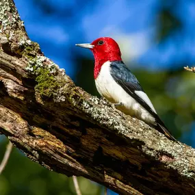 Meet the stunning Red-headed Woodpecker, a bird that looks like a 