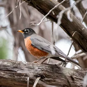 ???????? American Robins are considered by some to be the original early birds, and you'll spot them all over North American lawns!