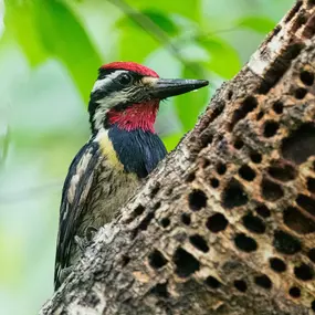 ???????? Take a stroll through the forest, and you might come across rows of shallow holes in tree bark. In the Eastern half of the U.S., you can thank the Yellow-bellied Sapsucker for this handiwork!