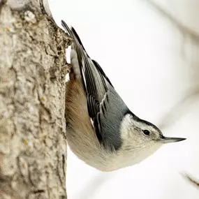 ???????? Meet the White-breasted Nuthatch, a frequent visitor to bird feeders with its crisp black, gray, and white patterns. These lively and nimble birds have a penchant for insects and big, meaty seeds.