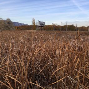 wetland delineation