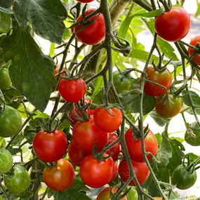 Our produce venture started as a foray into wholesale tomato markets. Selling our seconds, introduced us to the idea of marketing direct-to-consumer. And we loved it! The next year, we added diversity and started Wilderness Trail Farm Share with other farmers in Boyle County