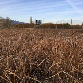 wetland delineation