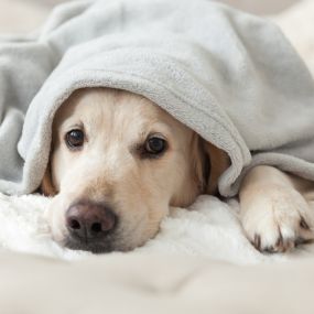 Dog in a blanket on clean carpet