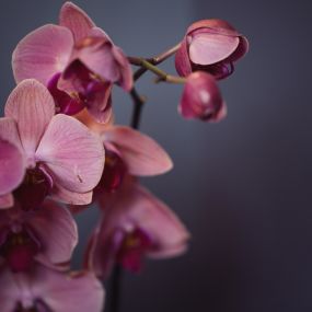 Flowers from the office.