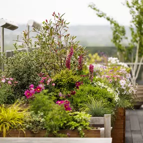Rooftop Bar