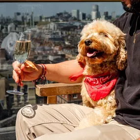 Dog Friendly
