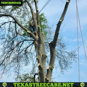 Bild von Texas Tree Care