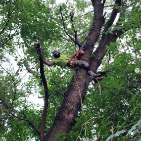 Bild von Tarzan Tree Removal, LLC