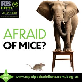 Bild von REPEL Pest Solutions