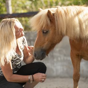 Bild von Dabeau Coaching met paarden