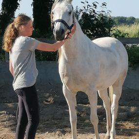 Bild von Dabeau Coaching met paarden