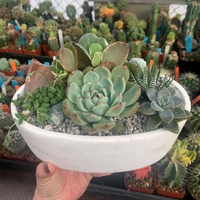 Bild von East Austin Succulents